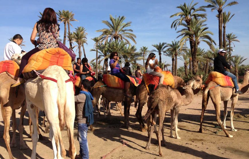 Dromadaire à la Palmeraie de Marrakech