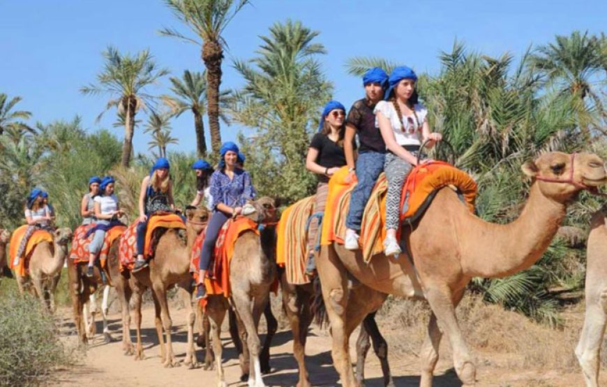 Dromadaire à la Palmeraie de Marrakech